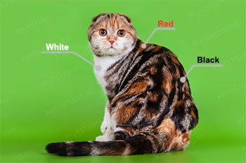 Окрасы кошек и генетика окрасов кошек для чайников