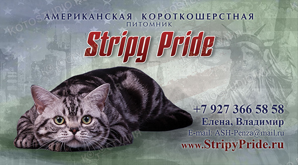 Визитка питомника американских короткошерстных Strippy Pride