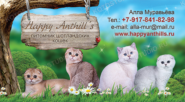 Визитка питомника шотландских кошек Happy Anthill's