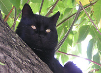 Конкурс: " Черный кот ". - Страница 2 Blackcat