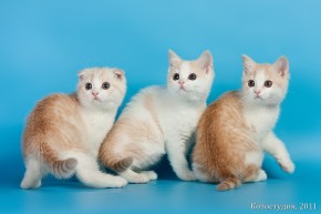 Основные окрасы: кремовый (котенок в середине снимка - кремовый с белым)