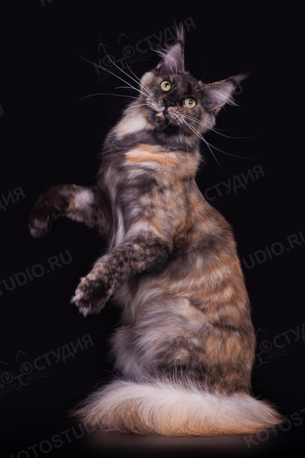Мейн-кун - Породы кошек с фотографиями - Котостудия