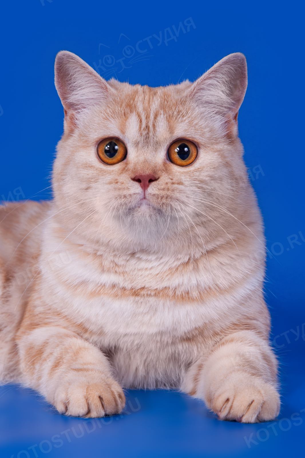 Кошка Британской Породы Фото Прямоухие