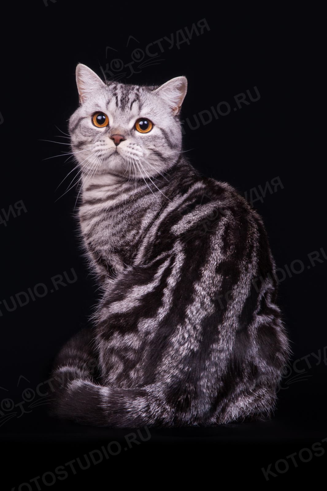 Шотландская Короткошерстная Кошка Фото