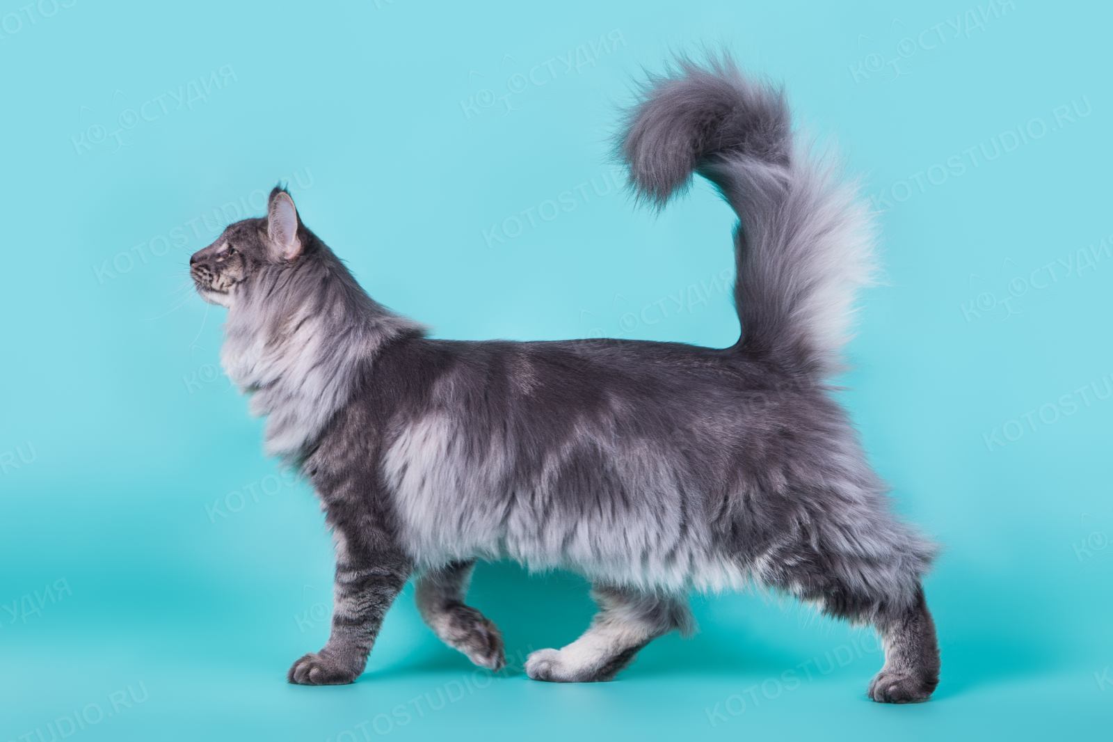 Сибирская кошка сбоку