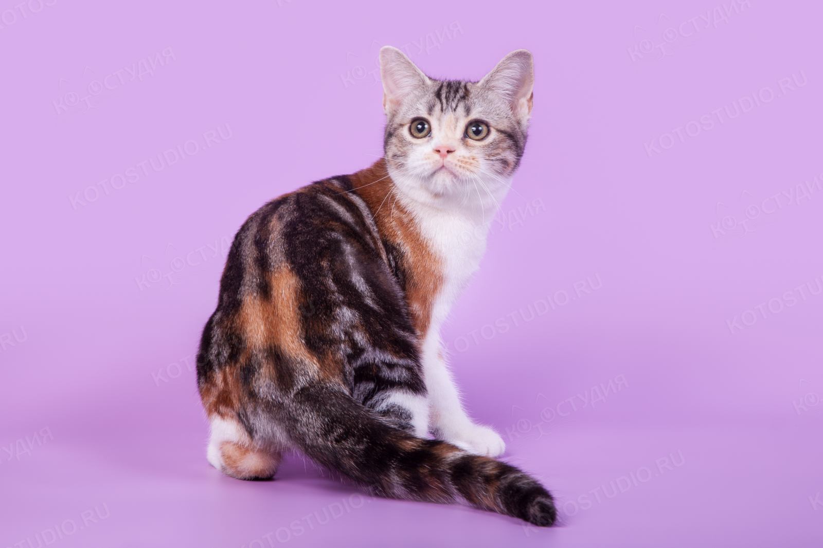 Американская короткошерстная - Породы кошек с фотографиями - Котостудия