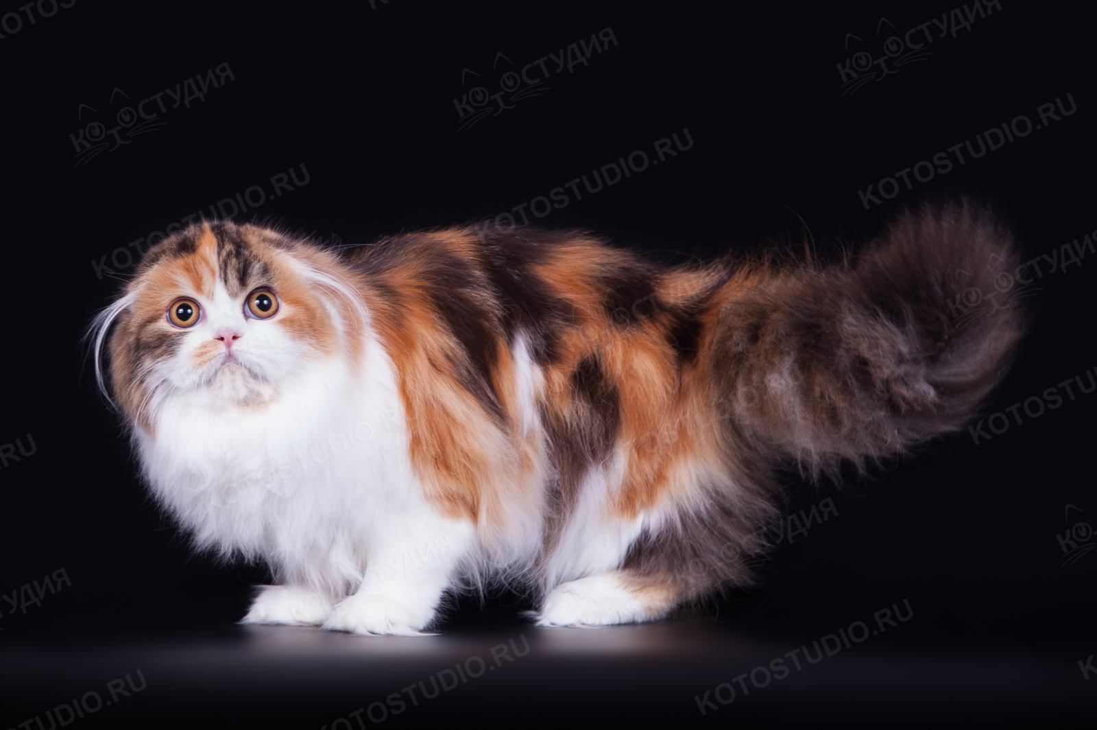Хайленд фолд - Породы кошек с фотографиями - Котостудия