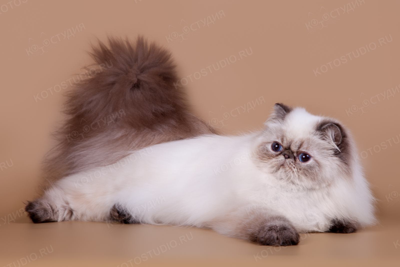 Шоколадная персидская кошка. Персидская гималайская колор Пойнт. Персидская кошка колор Пойнт. Гималайский персидский кот. Персидская шиншилла экзот.