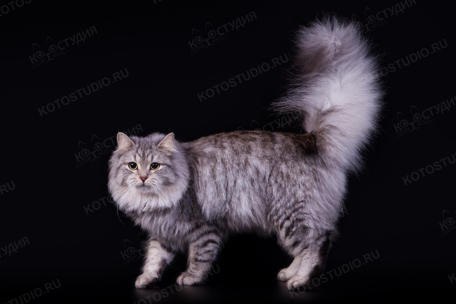 Серебристый табби Сибирский кот