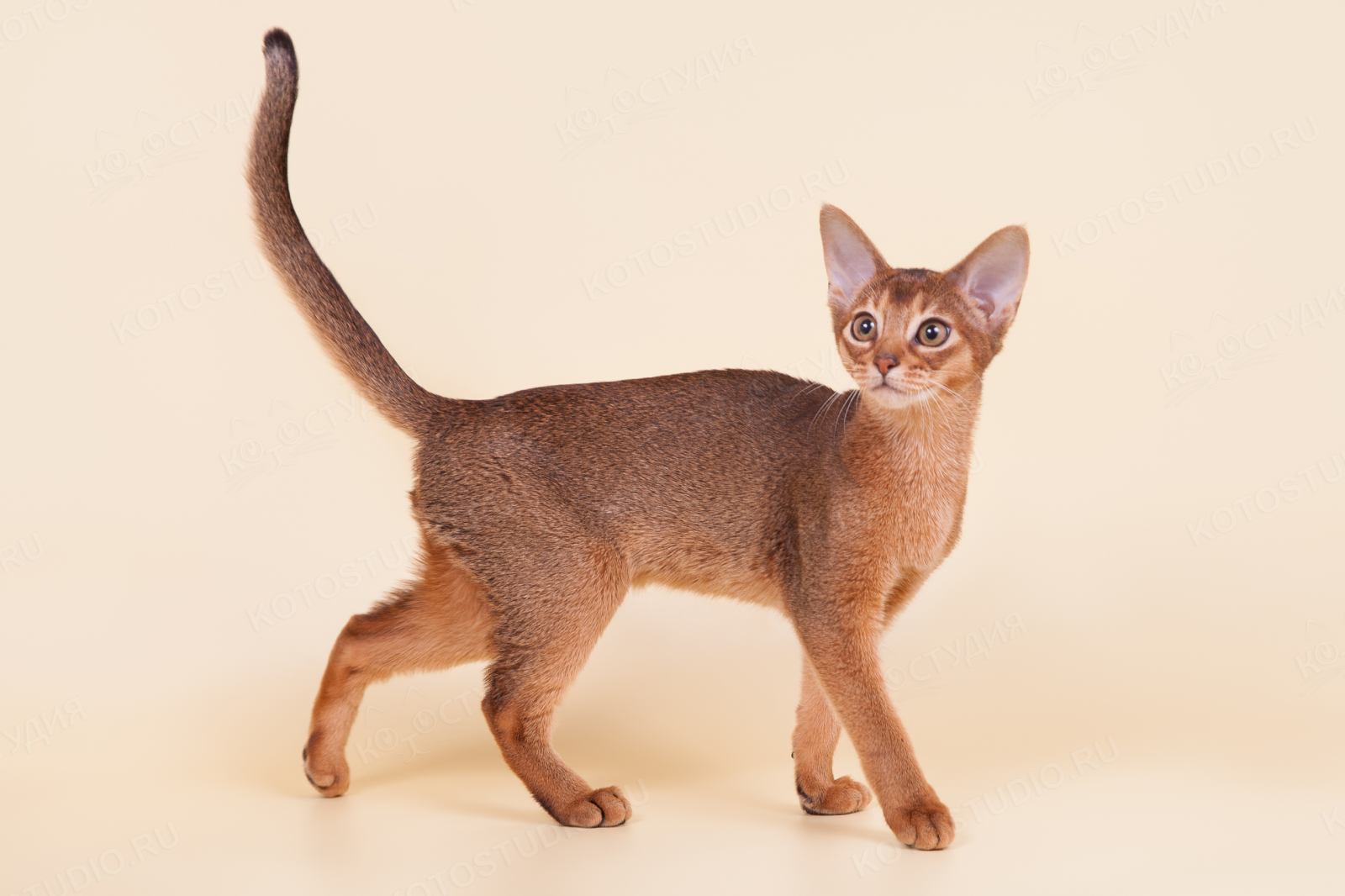 Рассмотрите фотографию кошки породы абиссинская. Абиссинская кошка. Абиссинские котята. Абиссинская кошка породы кошек. Котенок абиссинец.