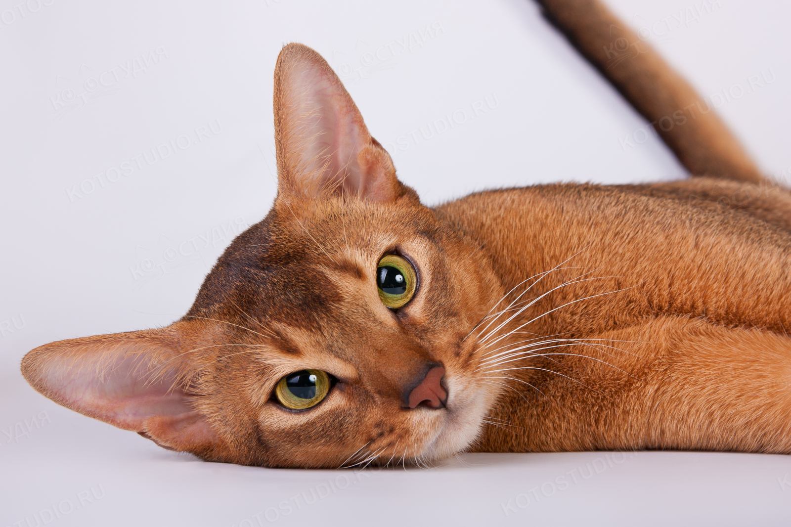 Абиссинская кошка сколько живут. Кот породы абиссинец. Чаузи ф1 абиссинский. Чаузи и Абиссинская кошка. Египетская кошка Абиссинская.