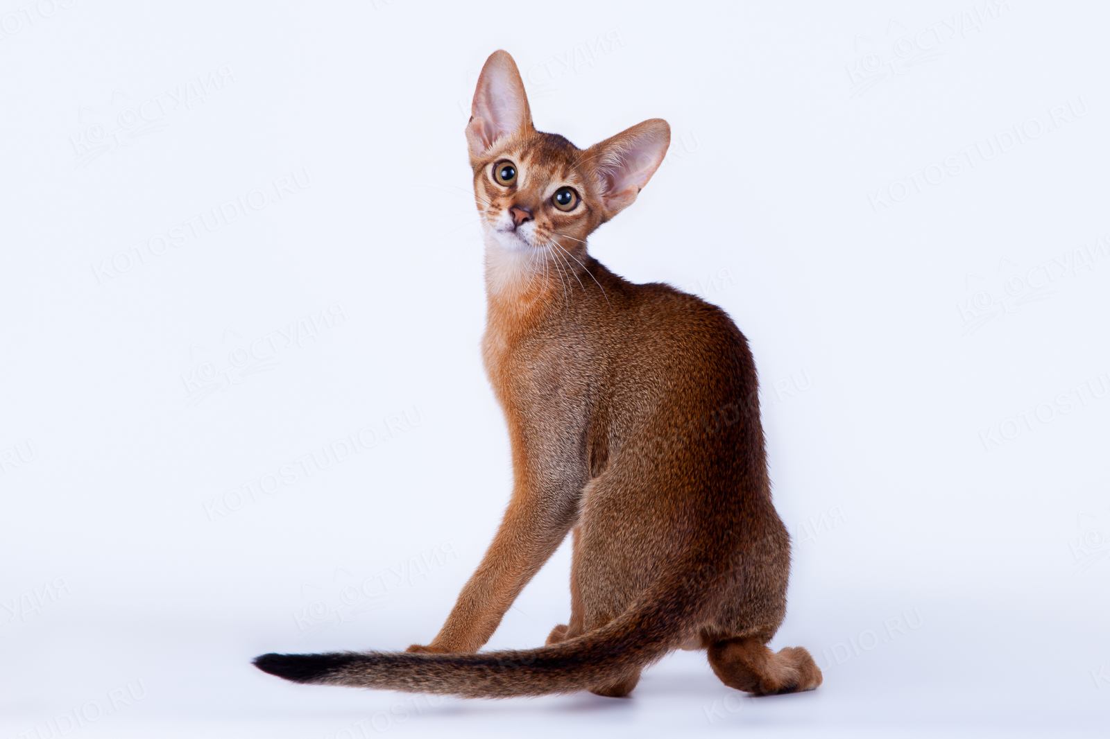 Рассмотрите фотографию кошки породы абиссинская. Абиссинская порода кошек. Американская Абиссинская кошка. Египетская кошка Абиссинская. Европейская Абиссинская кошка.