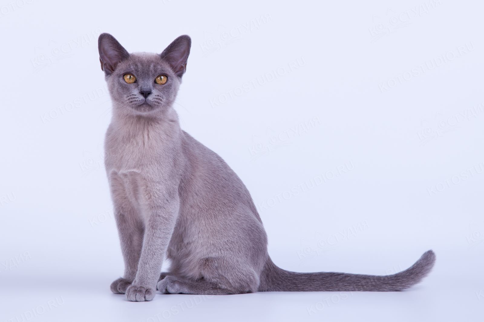 Кошка Бурма голубая