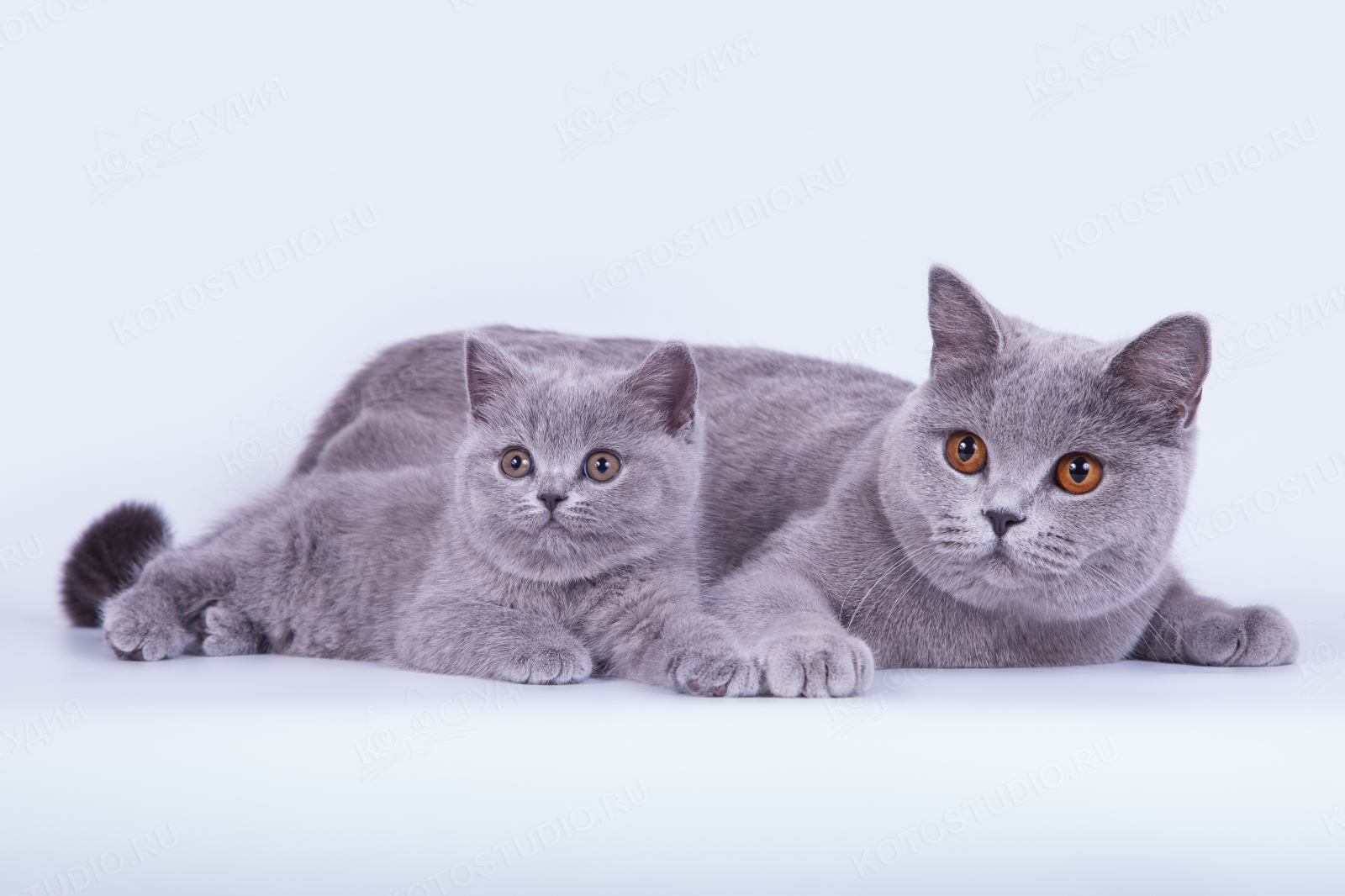 Фотографии кошки британской породы. Британская короткошёрстная кошка котята. Британский короткошерстный кот. Британская короткошёрстная кошка голубая. Шотландская короткошёрстная кошка голубая.