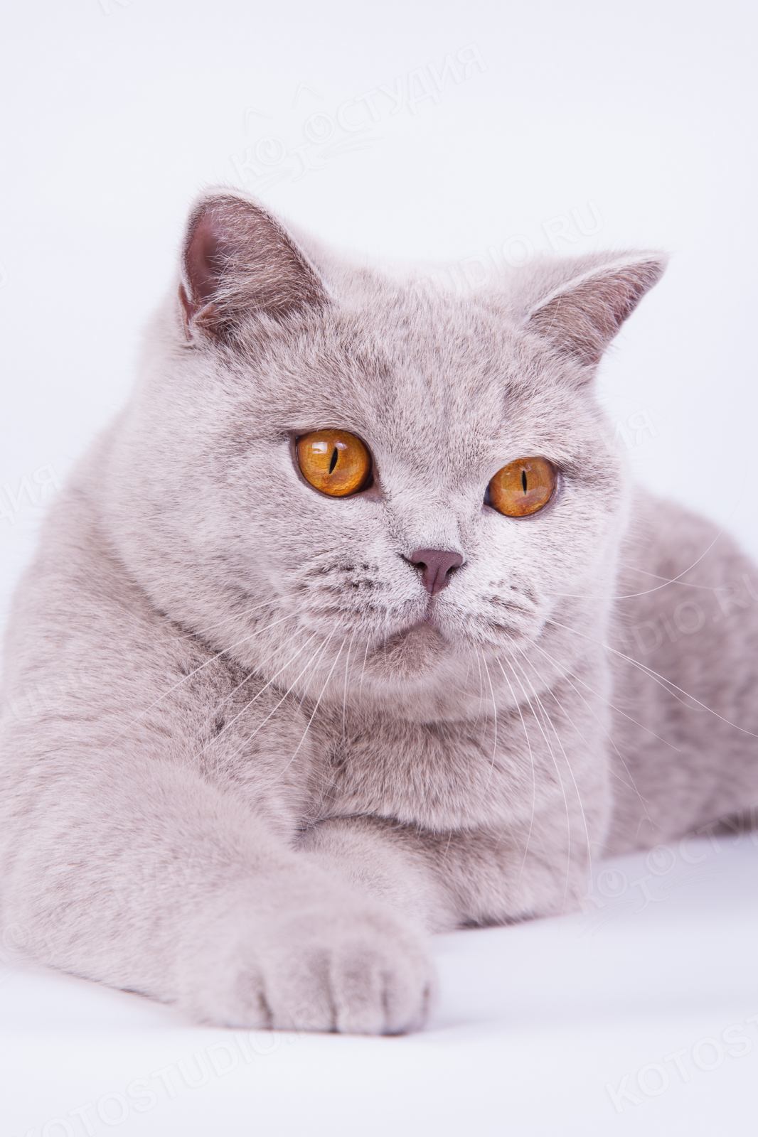 Фотографии породы британских кошек. Британская порода кошек. Порода Бритиш Шортхэйр. Британский короткошерстный кот. Британская кошка короткошерстная серая.