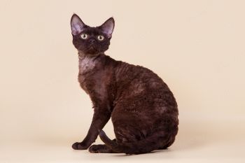 Кошка породы Девон-рекс