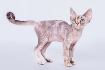 Кошка породы Девон-рекс. 