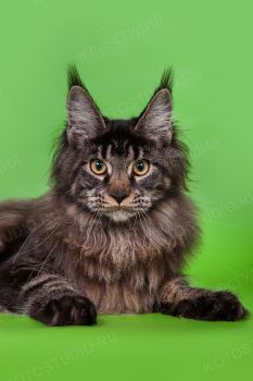 Bellvil DagaZoon, черная мраморная кошка породы мейн-кун. 