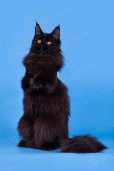 Austere Style Oktava‘RU. Кошка мейн-кун черного солидного окраса.