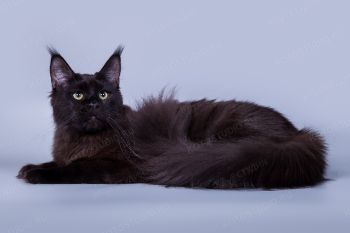 Lilit MarkLinn*RU. Черная солидная кошка породы мейн-кун.
