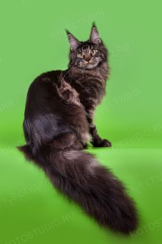 Bellvil DagaZoon, черная мраморная кошка породы мейн-кун. 