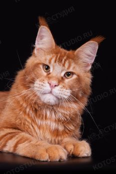 MarkLinn Jaskpot. Красный тикированный кот мейн-кун из питомника MarkLinn.