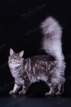 Bestseller Forester. Кот породы мейн-кун, окрас голубой серебристый мраморный, заводчик/владелец Наталия Карпова.