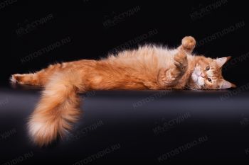 MarkLinn Jaskpot. Красный тикированный кот мейн-кун из питомника MarkLinn.
