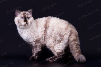 Кошка породы Селкирк-рекс. <p>Кот породы Селкирк-рекс из г. Самара</p>