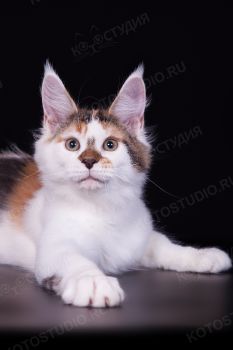 Котенок породы Мейн-кун