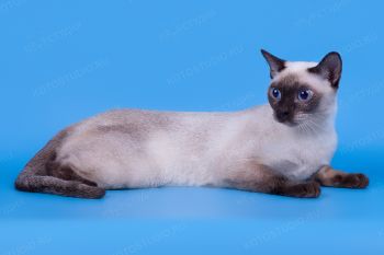 Seaflouers Natasha - кошка породы Тонкинез. 