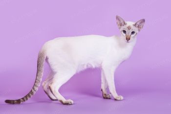Кошка Сиамской породы