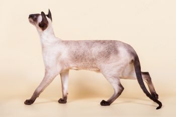 Кошка Сиамской породы. 