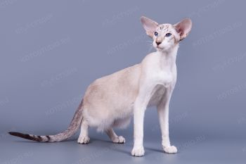 Кошка Сиамской породы. 