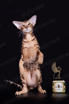 Sultan Best Samarskaya Fortuna. Ориентальный кот черного мраморного окраса из питомника Samarskaya Fortuna.