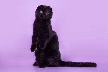 Молли из питомника Pussy Home. Шотландская вислоухая кошка черного окраса.