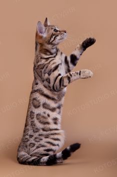 Бенгальская кошка из питомника Grand Astra. 