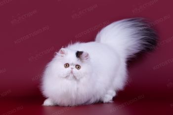 Snowball Rus Carolina. <p>Кошка Персидской породы из г. Ульяновск</p>