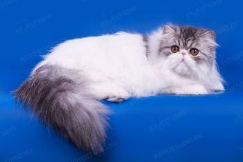 Кошка Персидской породы. 