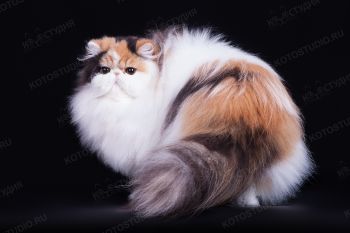 Кошка Персидской породы
