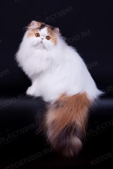 Snowball Rus Darina. <p>Персидская кошка, заводчик - Ольга Окишева, г. Екатеринбург</p>