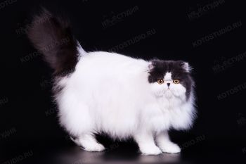 Кошка Персидской породы. 