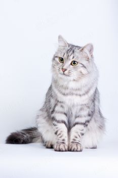 Сибирская кошка по имени Ватрушка. 