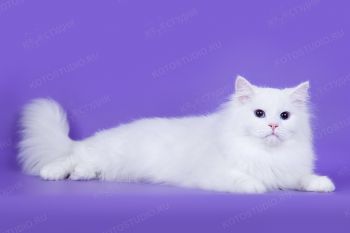 Кошка Сибирской породы. 