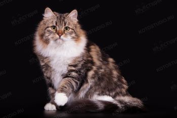 Кошка Сибирской породы