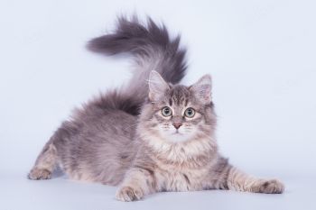 Кошка Сибирской породы. 