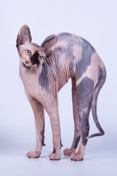 Кошка породы Канадский сфинкс. 