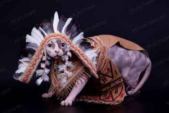 Кошка канадский сфинкс в костюме индейца. 