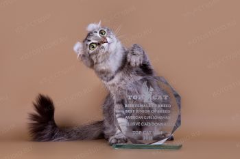 Exclusive Cats Donna Liza. <p>Кошка породы Американский кёрл</p>