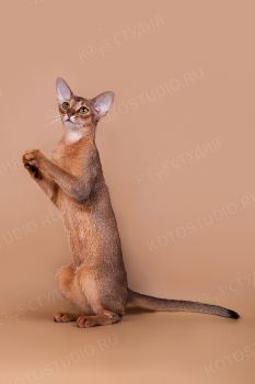Абиссинская кошка из питомника Bene Vobis. 